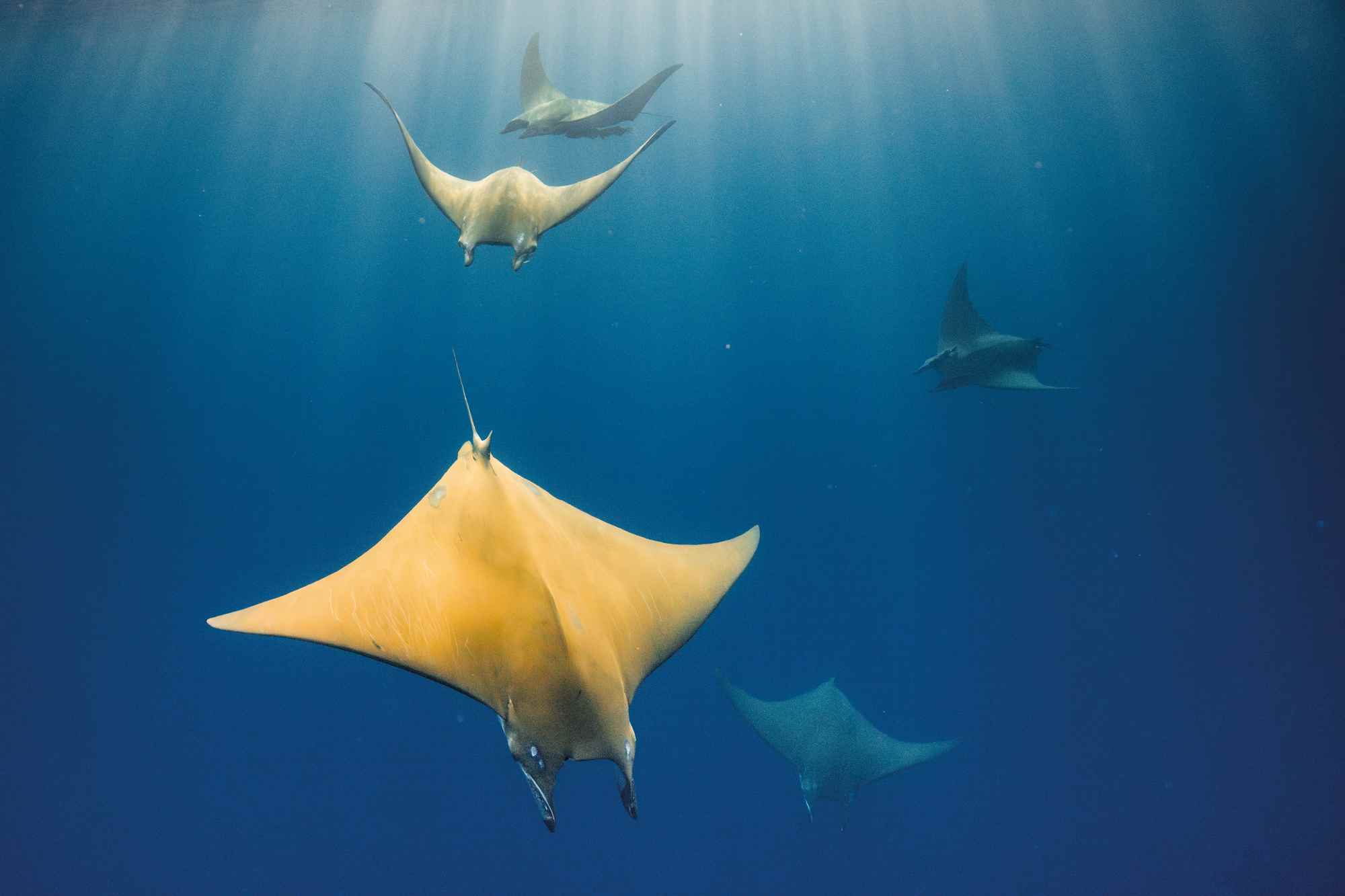 Rays
